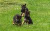 German shepherd puppies available for adoption