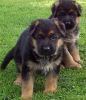 German Shepherd Puppies For Adoption