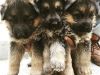 inteligent German shepherd Puppies