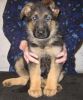 German Shepard Puppies Available for sale