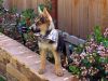akc german shepherd puppy for adoption