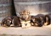 Loyal, Lovable German Shepherd Puppies