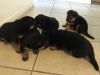 German Shepard Puppies - Male/female - Antioch Ca