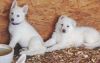 Akc White German Shepherd Puppies Available