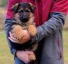 AKC german shepherd puppies available