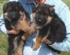Shorthaired German Shepherd Puppies