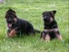 Beautiful German Shepherd pups for sale