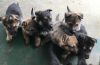 Pure Breed Registered German Shepherd Puppies