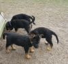AKC Registered German Shepherd puppies