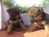 AKC German Shepard puppies available