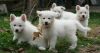 White Akc German Shepherd Puppies For Sale
