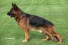 Top Va Champion Bloodlines German Shepherd Puppies