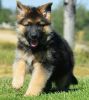 German Shepherd Puppies For Sale $500