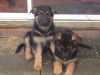Excellent German Shepher puppies - adoption