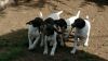 $500, Akc German Shorthaired Pointer Pups