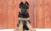 Adorable German shepherd puppy dogs ready to go