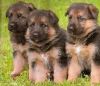 German Shepherd Puppies Available