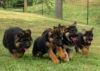 German Shepherd puppies ready