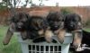 German shepherd Puppies for adoption