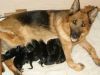 Akc German Shepherd Puppies For Adoption