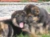 Gorgeous and playful german shepherd pups