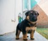 Amazing Akc Registered German Shepherd Puppies