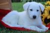 white German Shepherd Puppies for Adoption