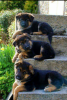 Akc German Shepherd Pups - Family / Protection