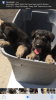 German shepherd puppies purebred adoption