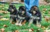 Gorgeous German Shepherd Puppies