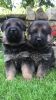 Gorgeous Chunky German Sheperd Puppies