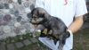 German Shephers/ Alaskan Malamute puppies
