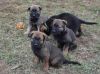Top Quality German Shepherd Puppies