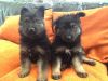 beautiful male and female german sherpherd puppies