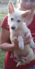 AKC White German Shepherd Puppy