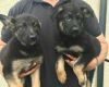 Kc German Bloodline Gsd Pups For Sale