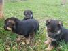 Purebred AKC registered German Shepherd Puppies