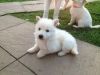 White GSD Puppies For sale