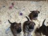 Male and Female German Shepherd Puppies for sale