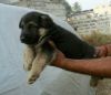 german shepherd puppies available quality hossom breed available