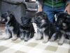 German Shepherd Puppies for new homes