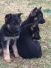 German Shepherd Pups, AKC, OFA, Protection & Schutzhund History