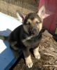 Handsome Purebred German Shepherd male puppy ready now with shots