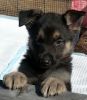 Beautiful purebred German Shepherd female puppy ready now with shots!