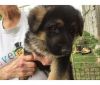 SD Purebred German Shepherd puppies AVAILABLE