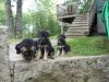gadfs Cute German shepherd puppies for sale $500