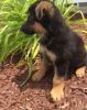 Lovely German Shepherd Puppies