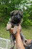 outstanding High Quality Purebred German Shepherd puppies