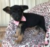 German Shepherd Puppies For Lovely Homes