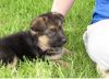 wonderful German Shepherd puppies for adoption..